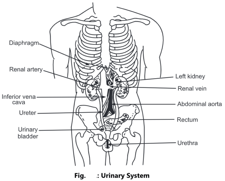 Urinary System: Anatomy, Structure, Function