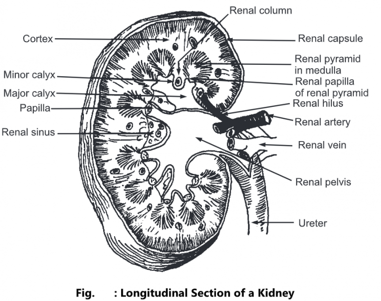 Urinary System: Anatomy, Structure, Function - BIOLOGY EASE