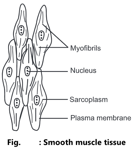 Tissues of the Human Body