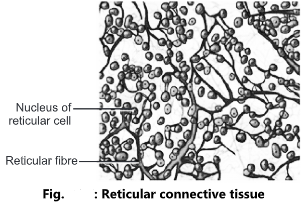 Reticular Connective Tissue Labeled Reticular Connective Tissue Labeled