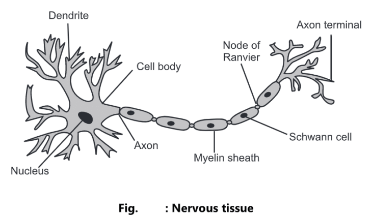 Tissues of the Human Body