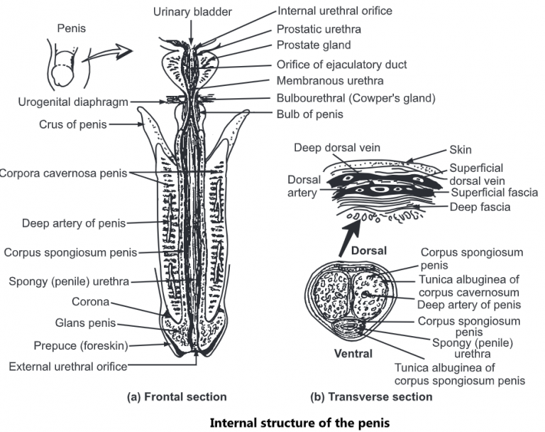 Male Reproductive System Structure Functions Biology Ease