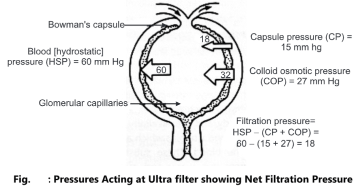 Urinary System