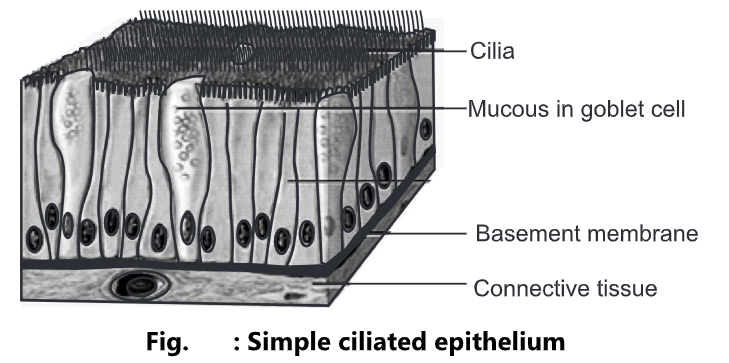 Epithelial Tissue