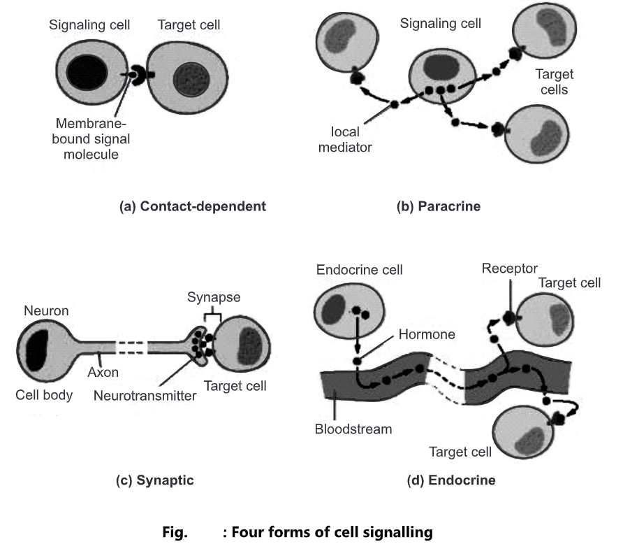 Forms of Intracellular Signaling