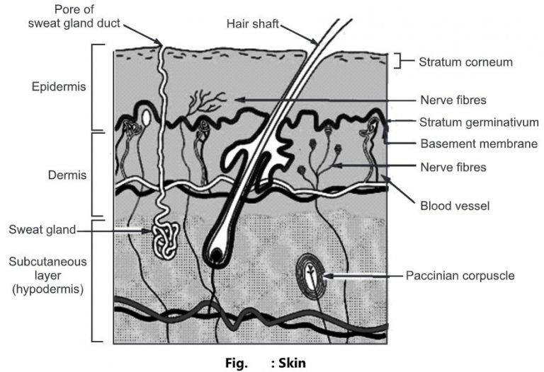 Skin: Structure and Function - Biology Ease