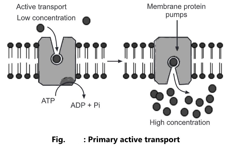 Transport across plasma membrane