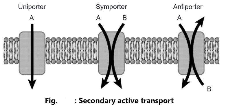 Transport across plasma membrane