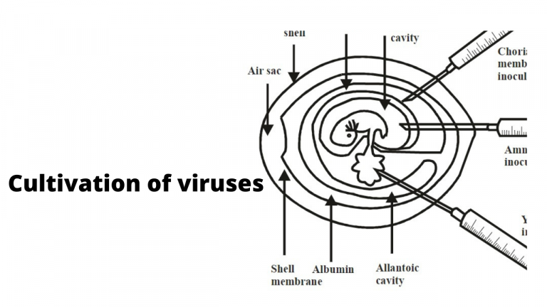 Cultivation of viruses