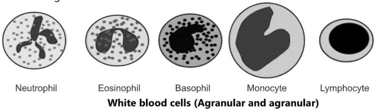 Types of White Blood Cells (WBC) - Biology Ease