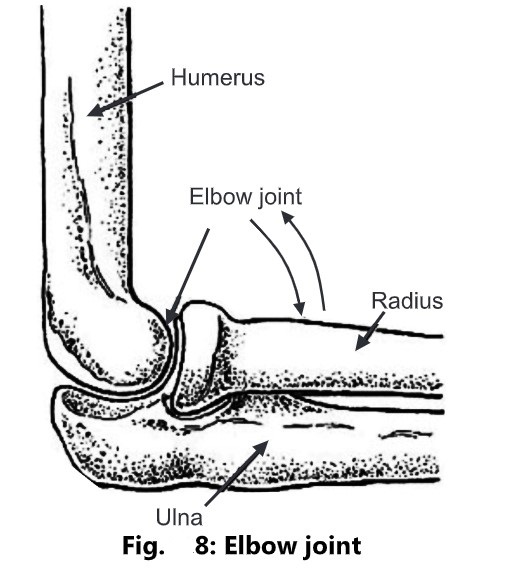 Classification of Joints