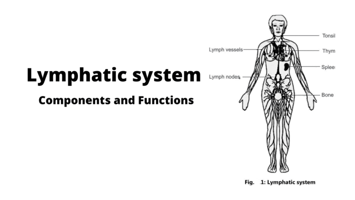 Lymphatic System