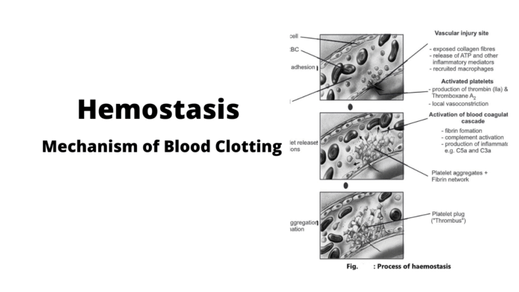Hemostasis Mechanism of Blood Clotting