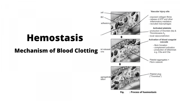 Hemostasis Mechanism of Blood Clotting