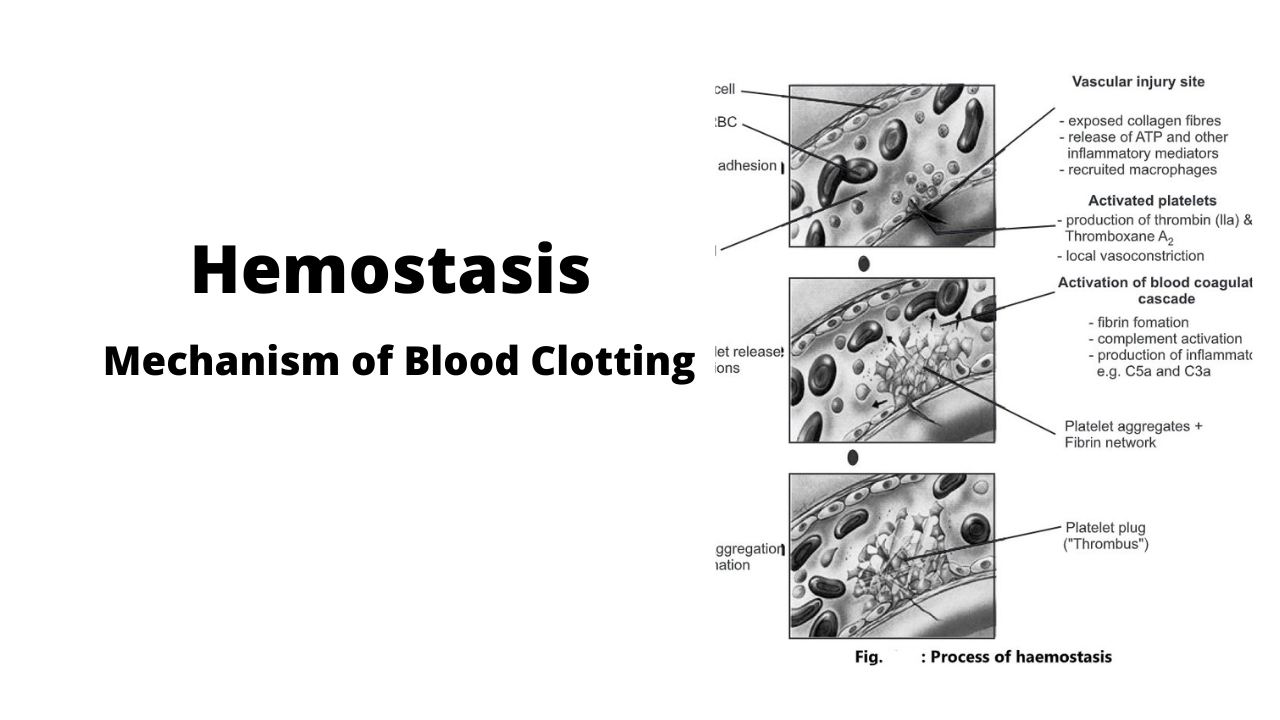 hemostasis-mechanism-of-blood-clotting-biology-ease