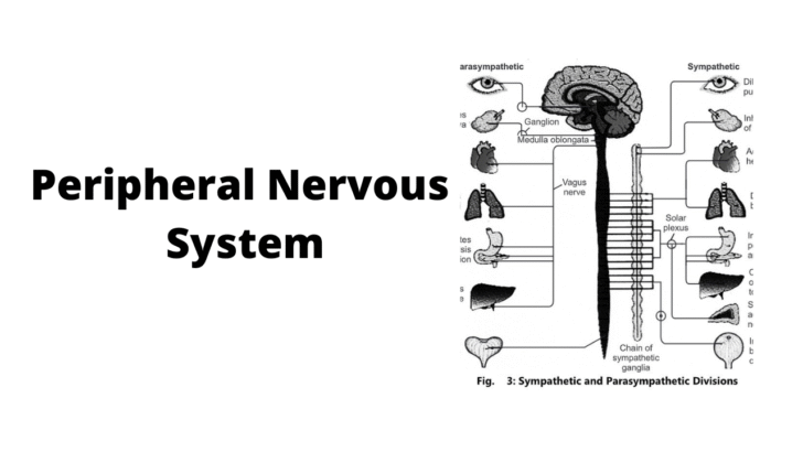 Peripheral Nervous System