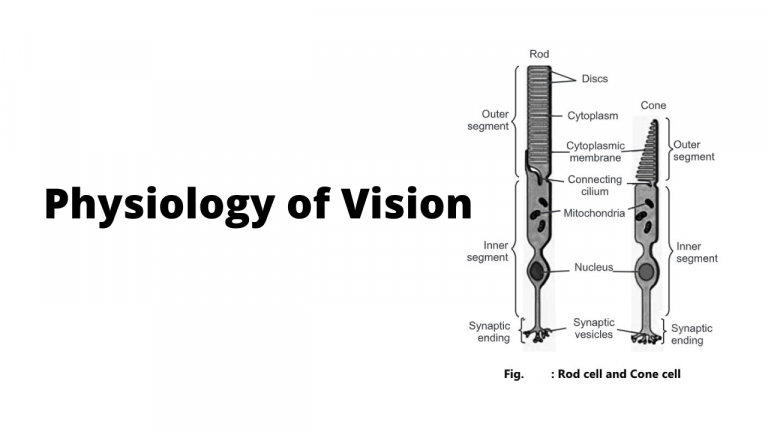Physiology of Vision