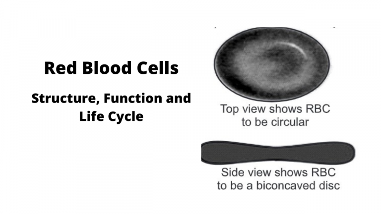 Red Blood Cells Structure, Function and Life Cycle