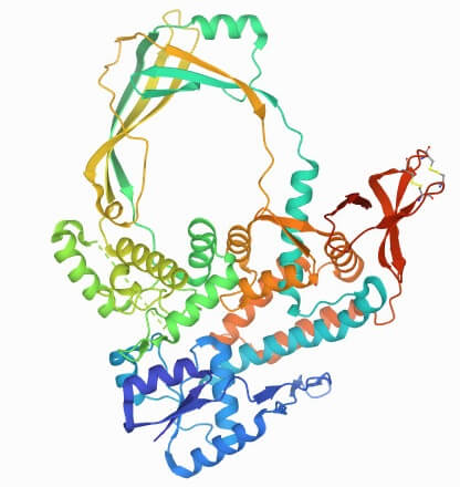 Type I Topoisomerase Structure
