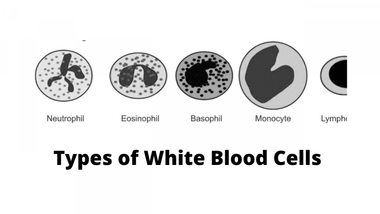 Types of White Blood Cells