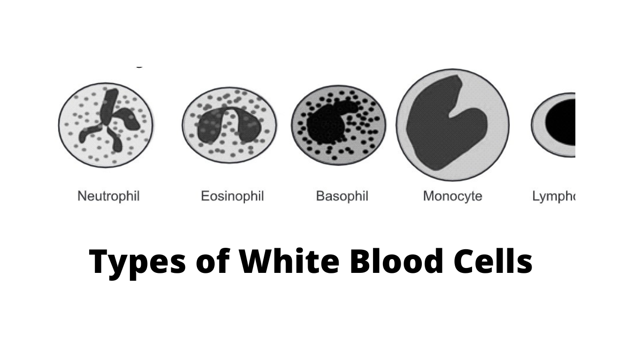 Types Of White Blood Cells WBC Biology Ease