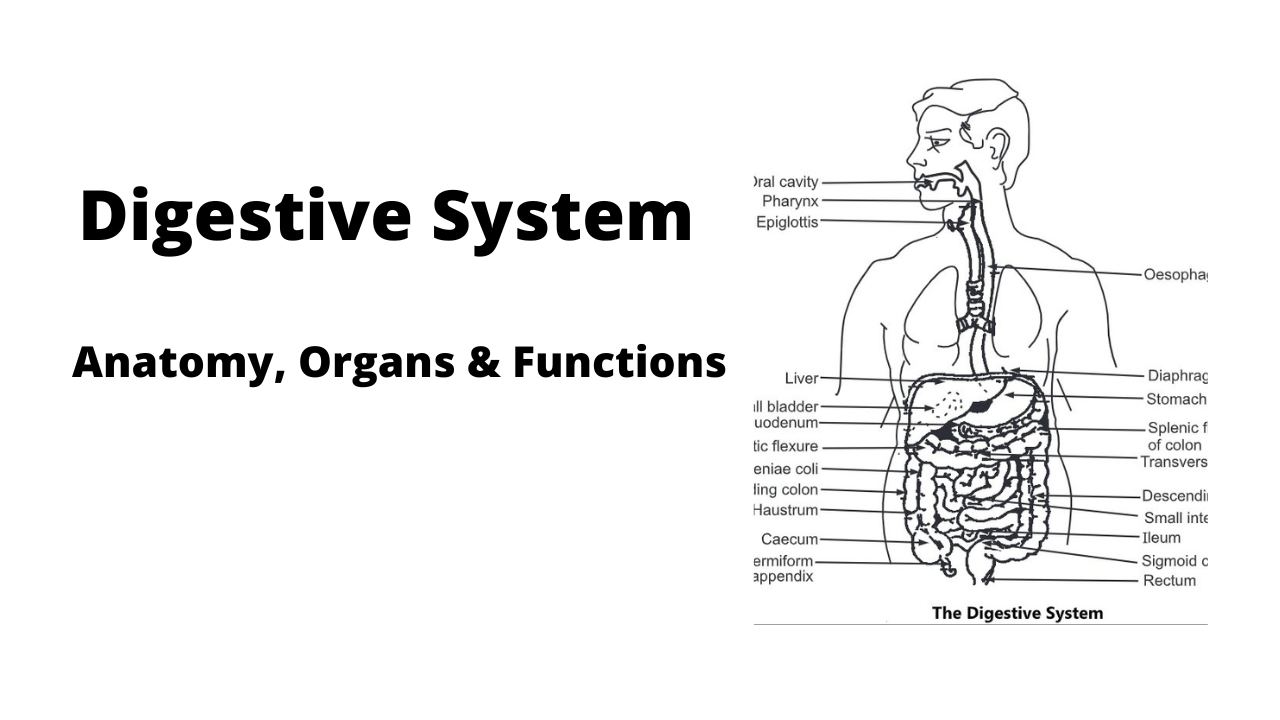 Digestive System: Anatomy, Organs and Functions | Biology Ease
