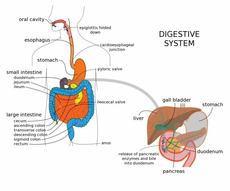 Digestive system with liver