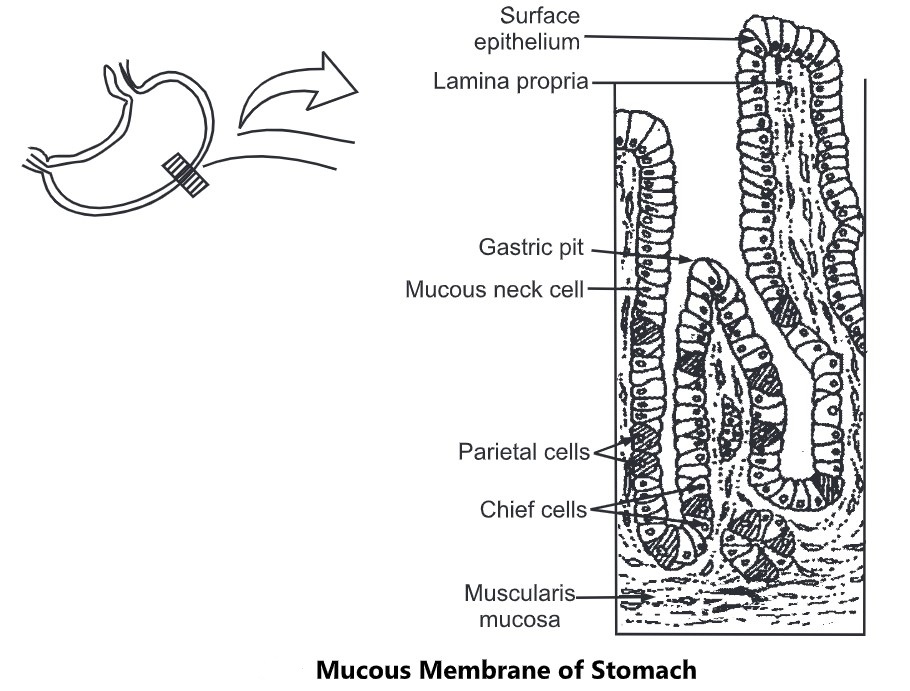 mucous membrane of stomach