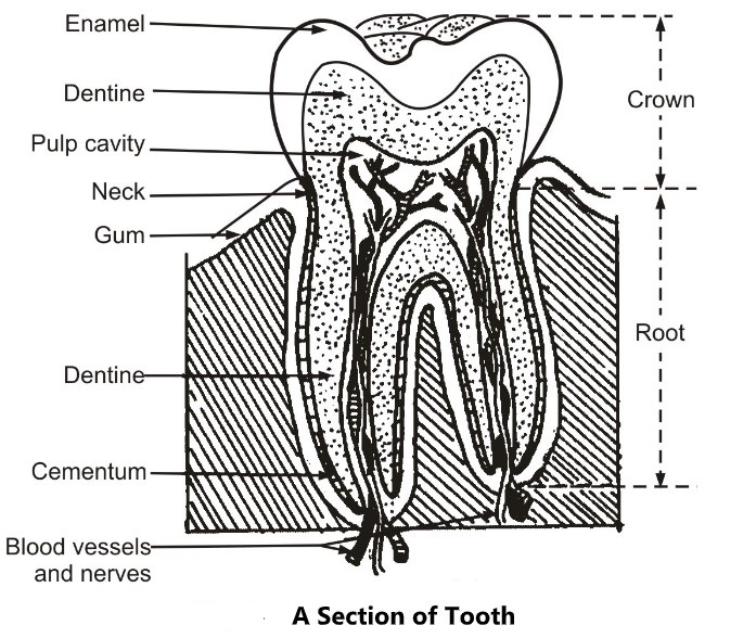 section of tooth