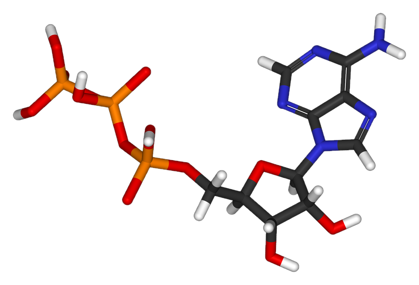 formation-and-role-of-atp-biology-ease