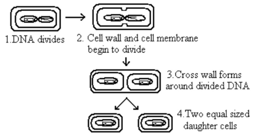 Bacterial Growth