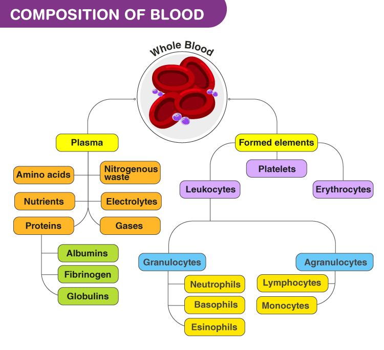 Composition of Blood and its functions