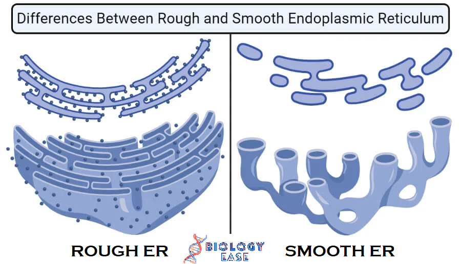 Rough ER vs Smooth ER- Definition, 13 Differences, Examples - Biology Ease