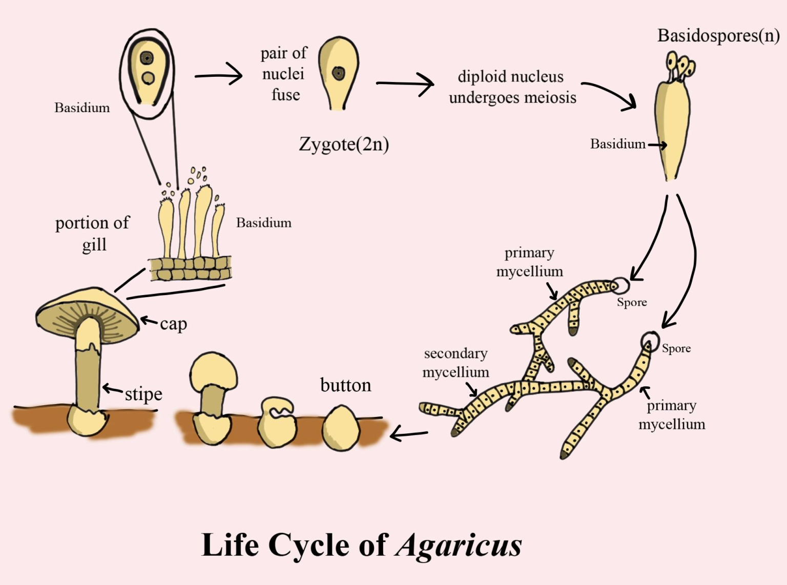 Life Cycle of Agaricus - Biology Ease