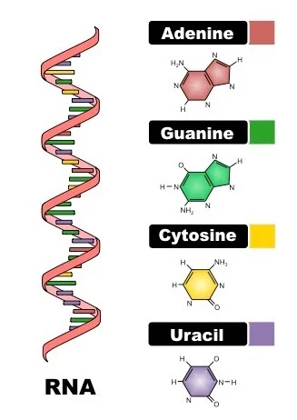 RNA Structure