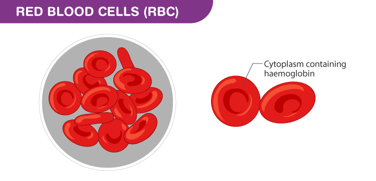 Composition of Blood and its functions