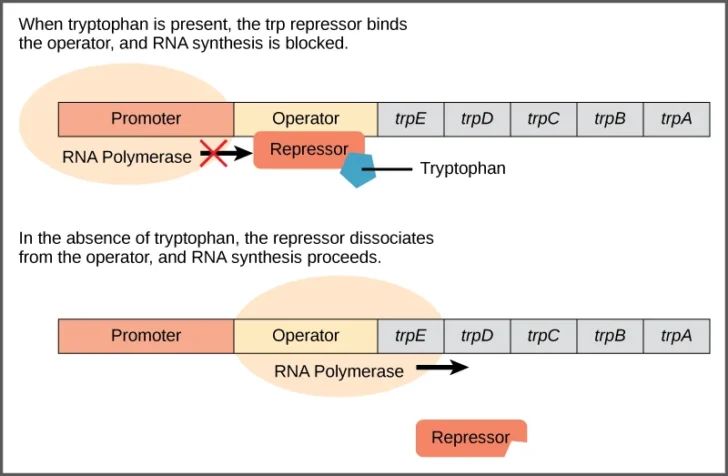 Tryptophan Operon