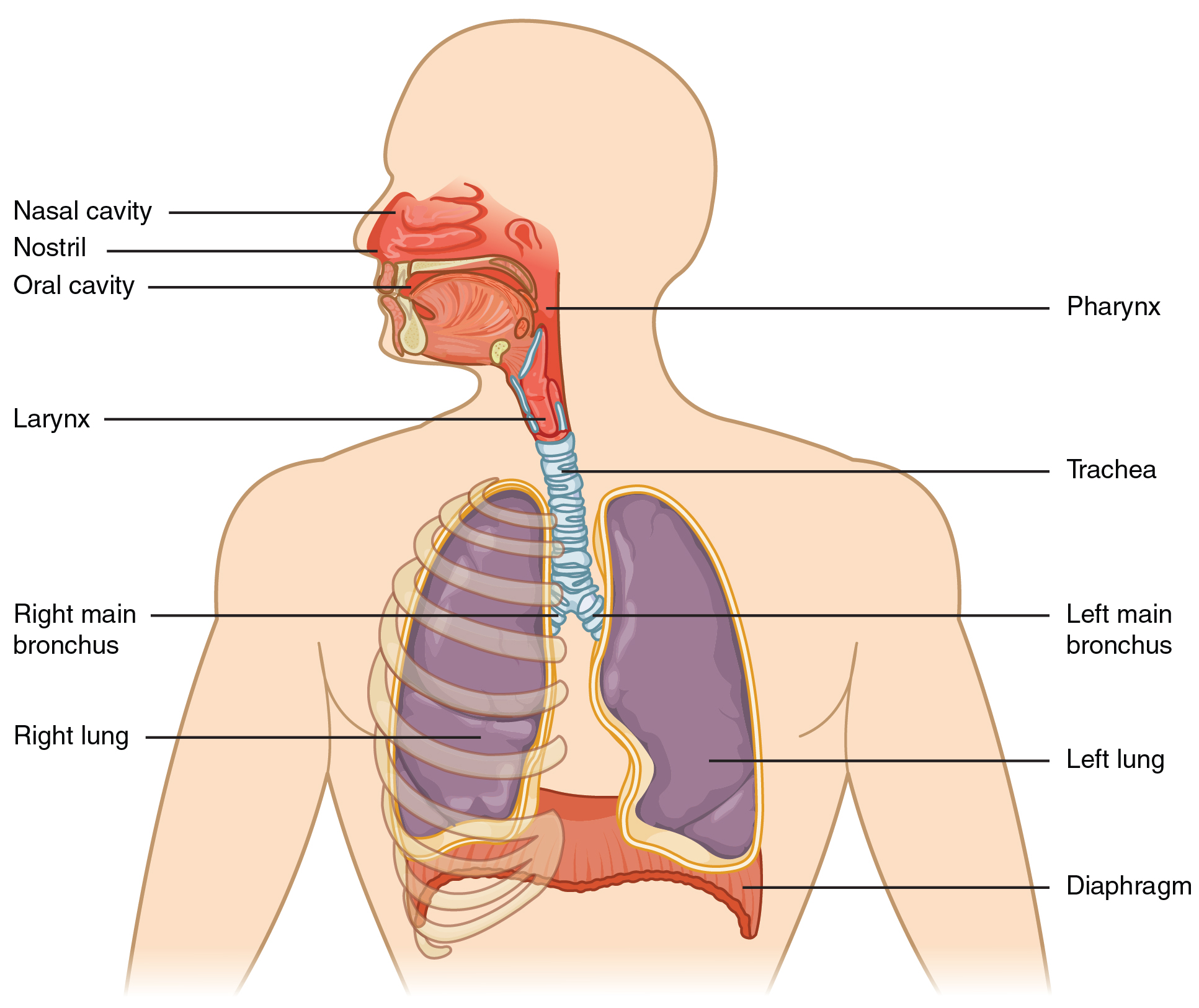 Respiratory System Anatomy Function Diseases Biology Ease Respiratory System Anatomy Function Diseases Biology Ease