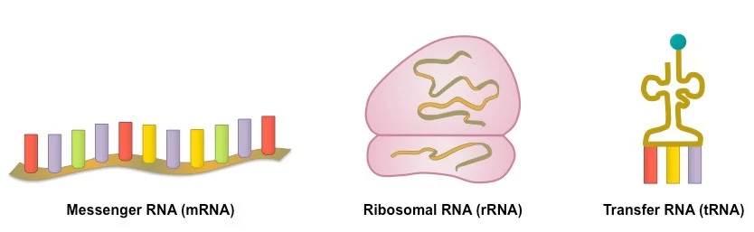 RNA
