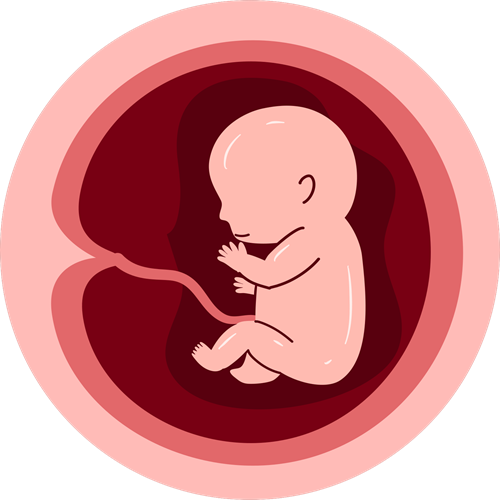 Embryology