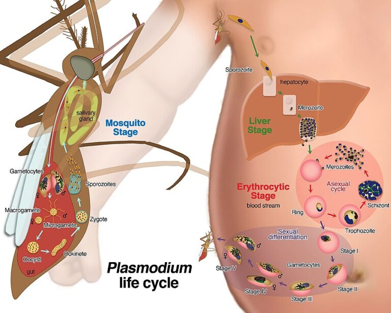 Plasmodium Life Cycle