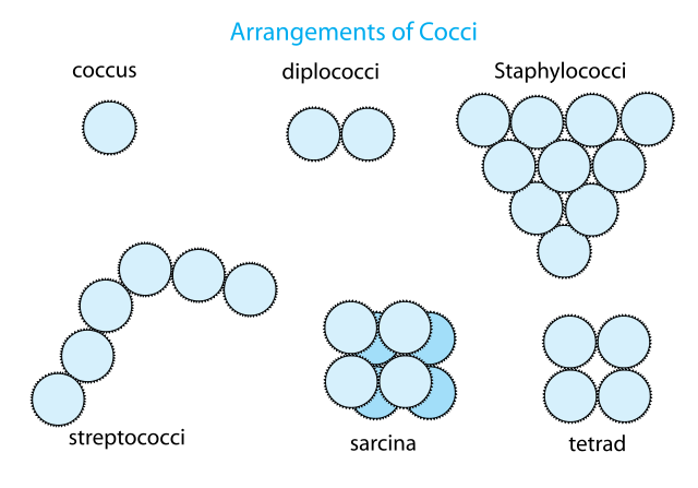 Arrangement of cocci bacteria