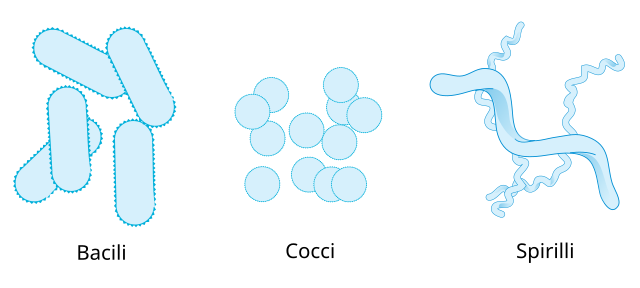 Bacteria morphologic forms