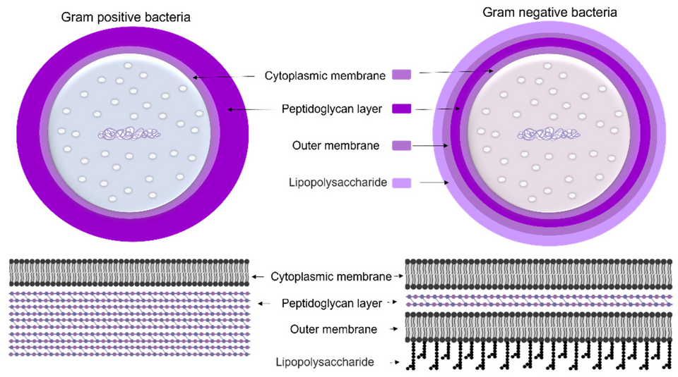 Cell wall composition of Gram-positive and Gram-negative bacteria