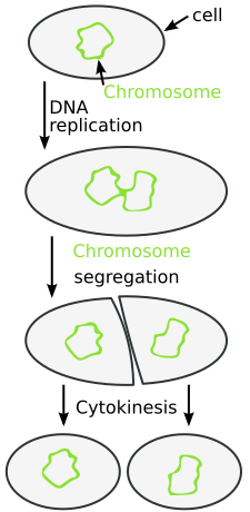 Binary fission
