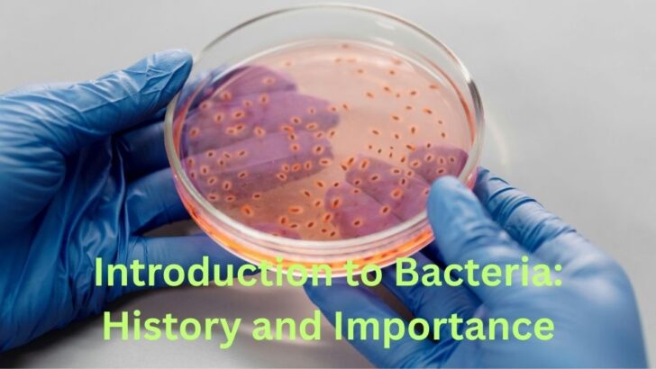 Introduction to Bacteria: History and Importance