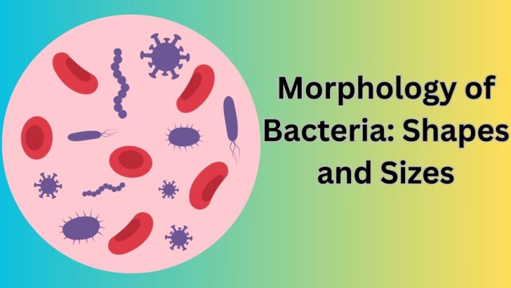 Morphology of Bacteria Shapes and Sizes