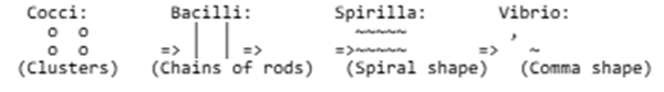 Morphology of Bacteria: Shapes and Sizes