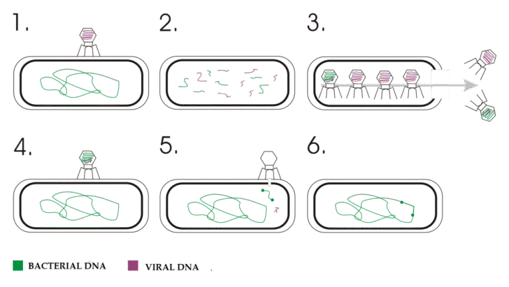 Transduction