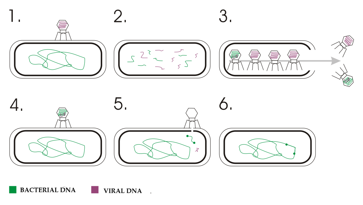 Transduction